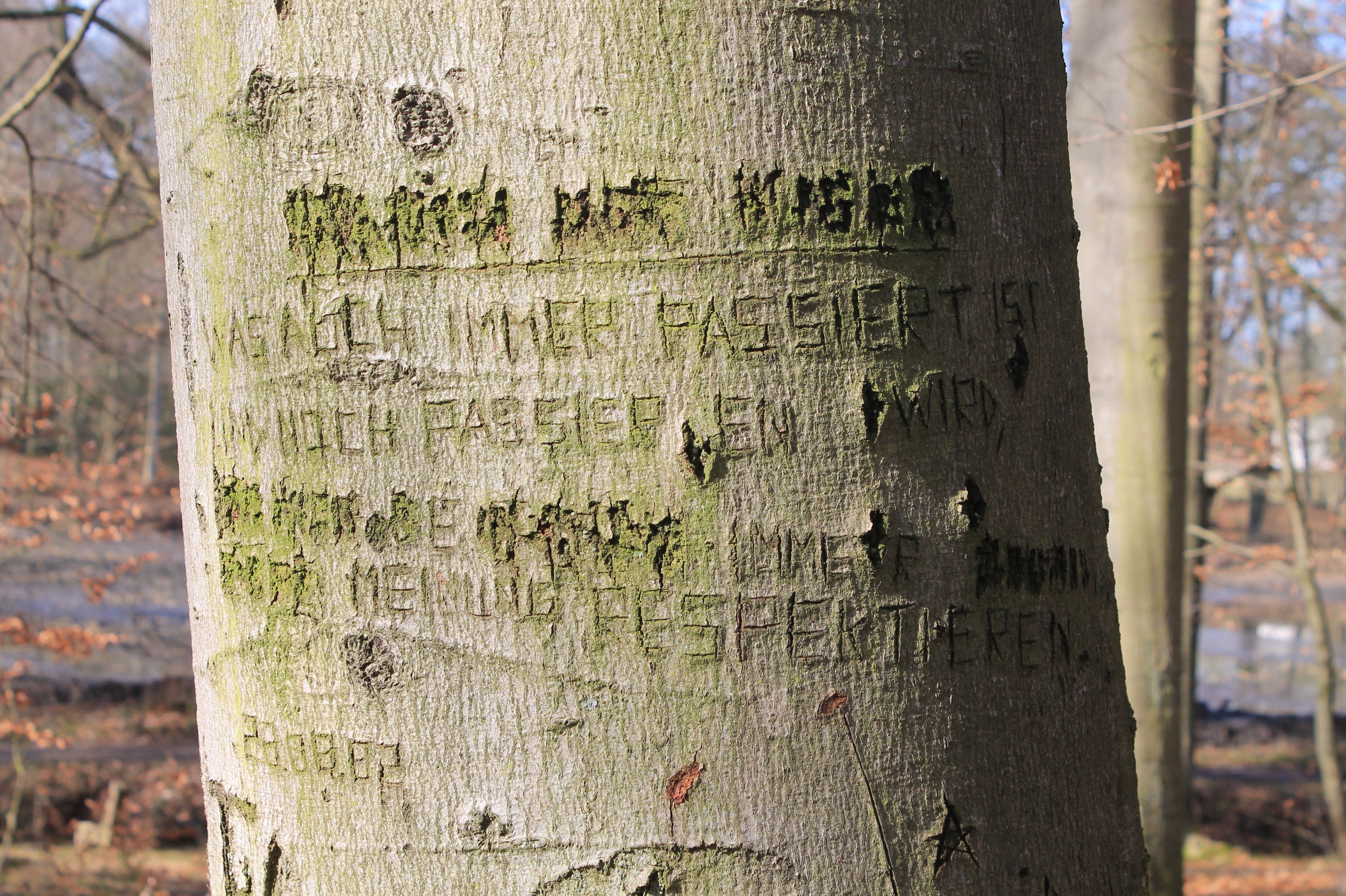 Bauminschrift Loccum klein