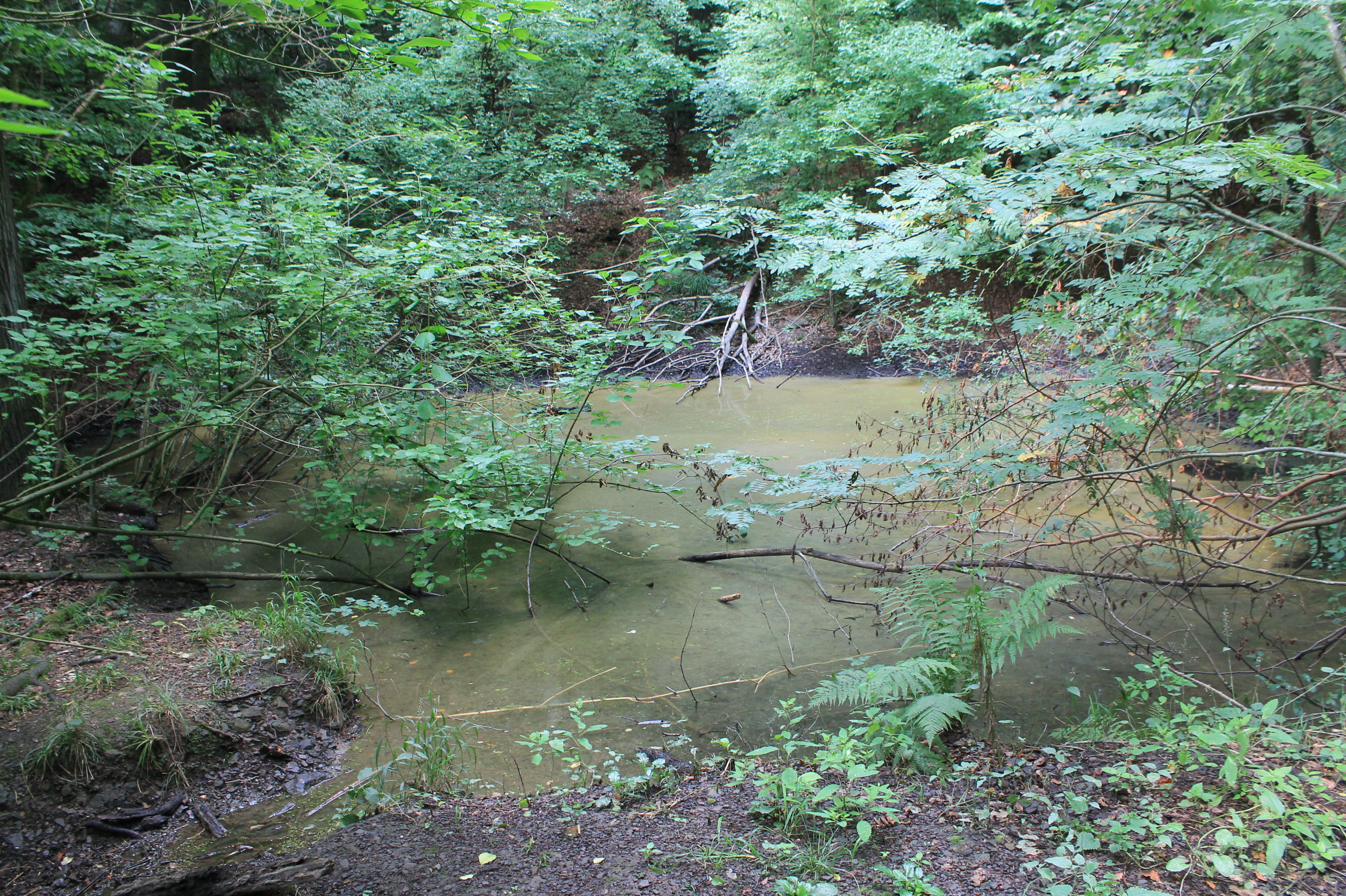 Klick für größere Ansicht Hexenteich bei der Schaumburg